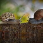 Lijeni dječak - puževi