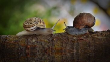 Lijeni dječak - puževi