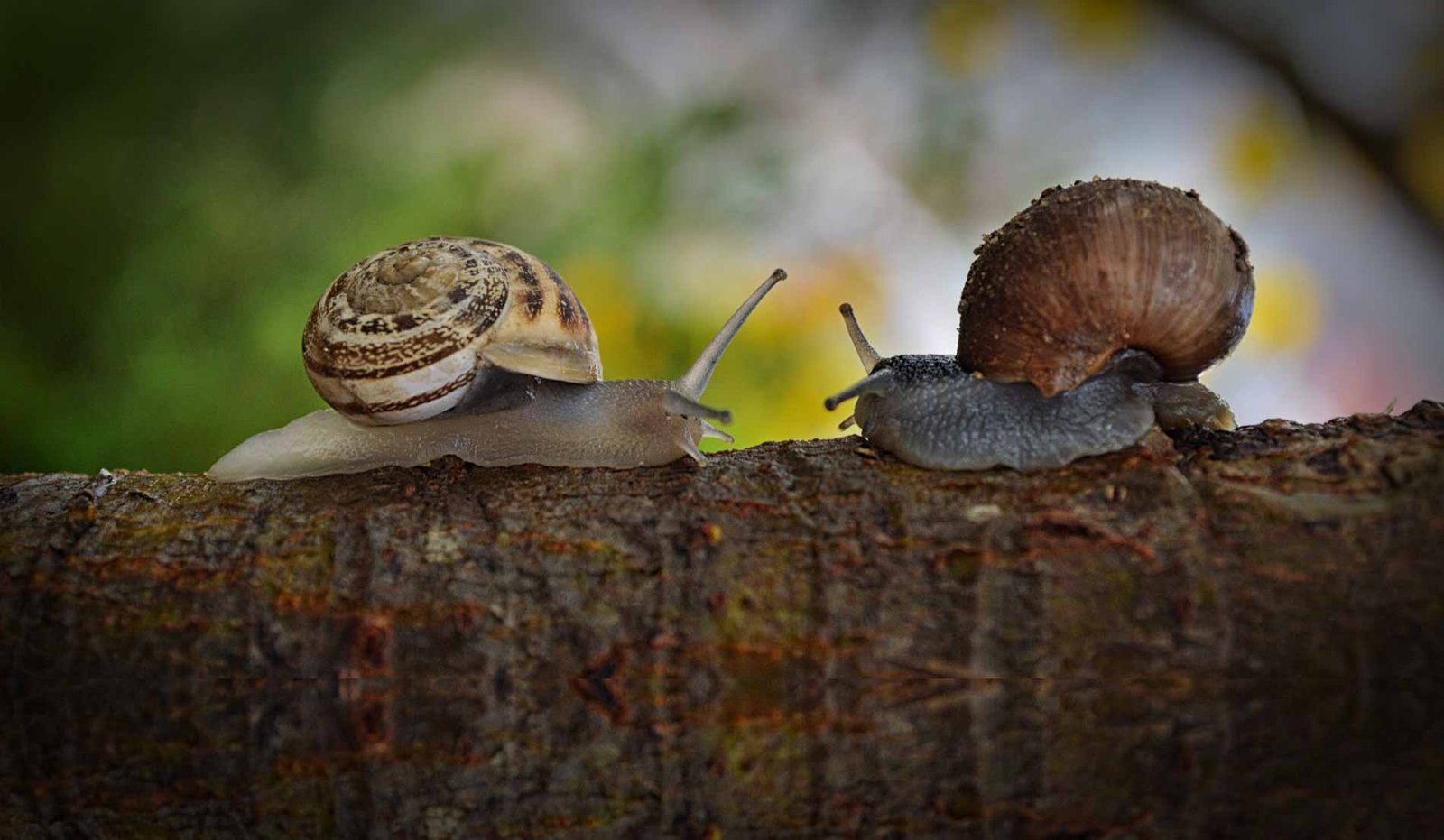 Lijeni dječak - puževi